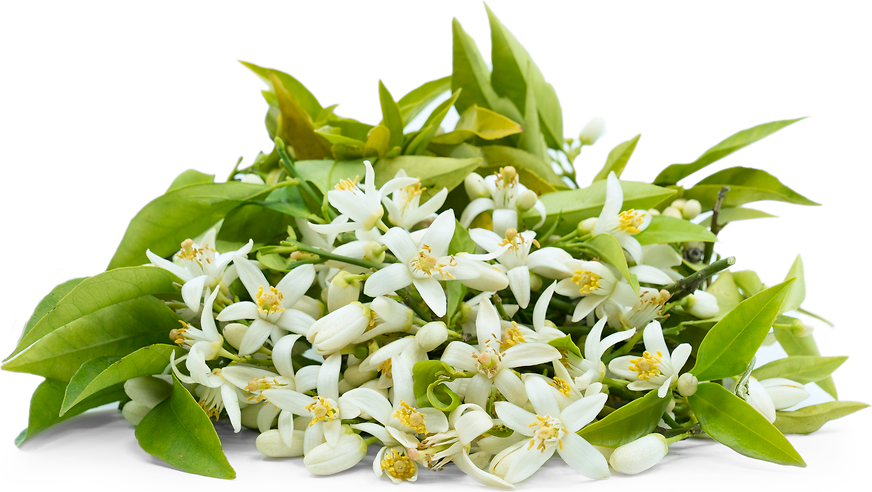 Orange Blossom Neroli image 0