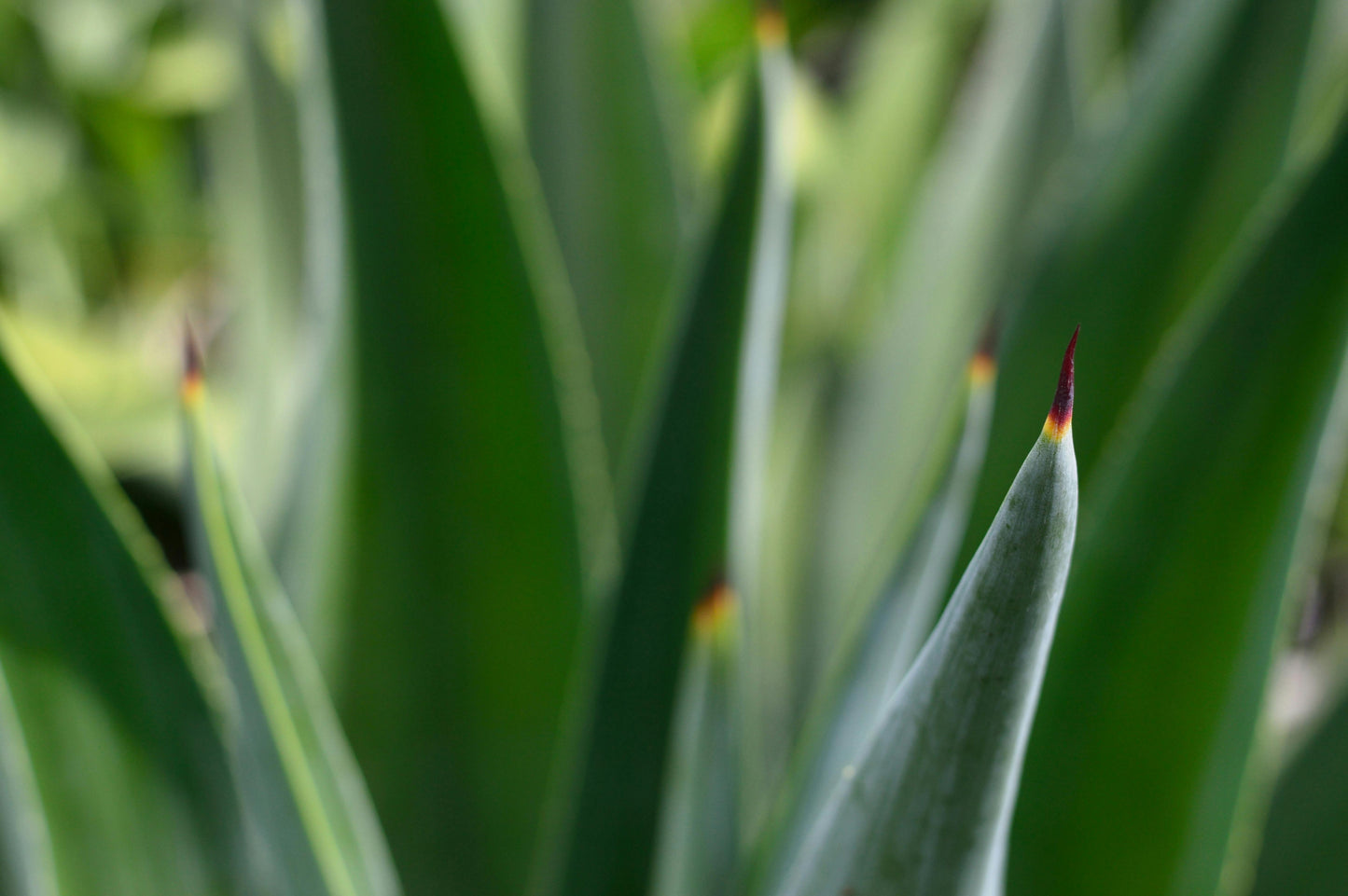 Aloe and Blue Agave image 0