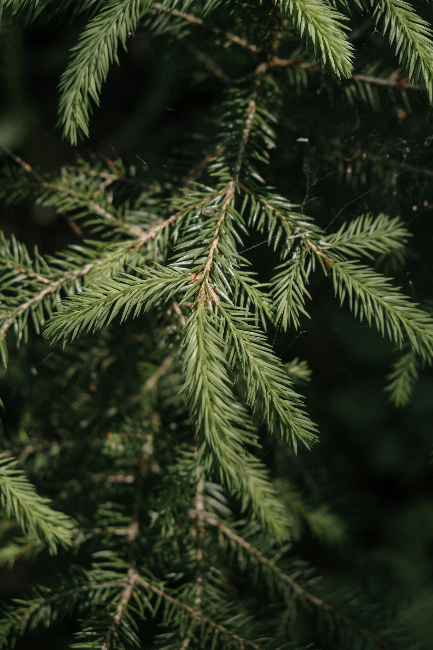 Fir Tree image 0