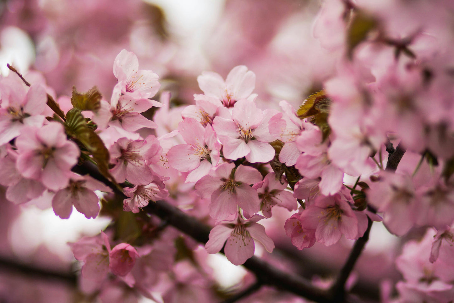 Cherry Blossom Field image 0