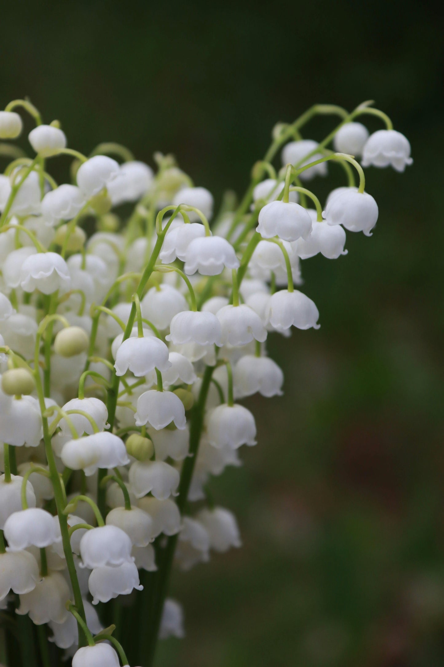 Lily of the Valley image 0