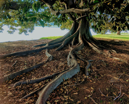 Mahogany Musk image 0