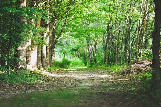 Walk in the Woods image 0