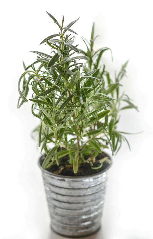 Rosemary image 0