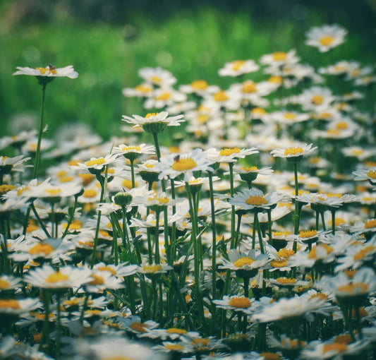 Cassis and Wild Daisies image 0