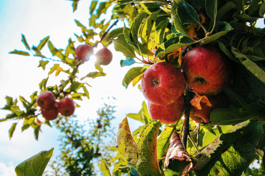 Autumn Orchard image 0
