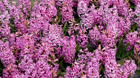 Pink Lavender Cashmere image 0