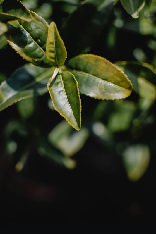 Tea Tree image 0
