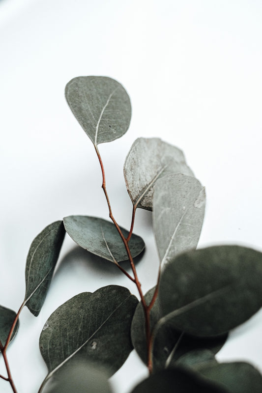 Eucalyptus image 0