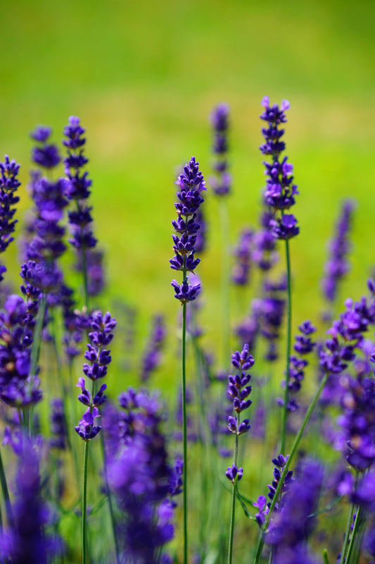 Lavender image 0