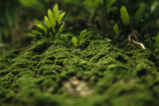 Oakmoss and Patchouli image 0