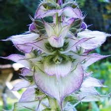 Clary Sage and Mint image 0