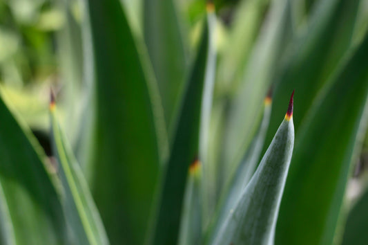 Aloe and Blue Agave image 0