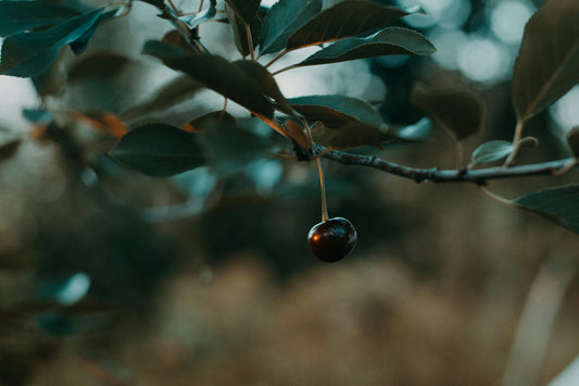 Cherry and Sandalwood image 0