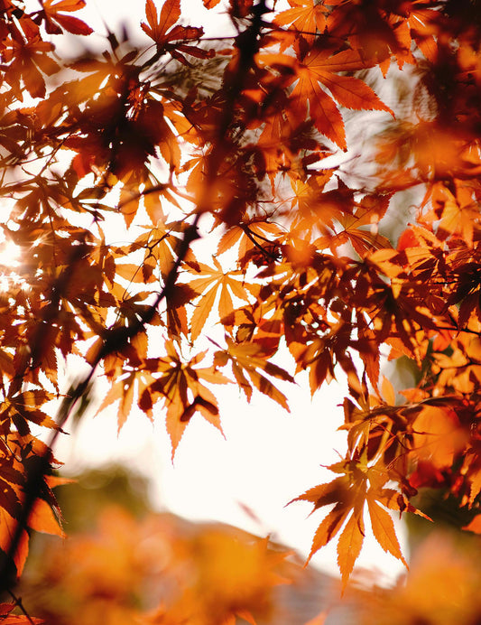 Leaves in Autumn image 0