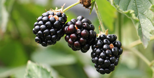 Blackberry Lemon image 0