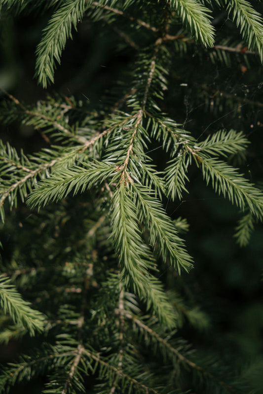 Fir Tree image 0
