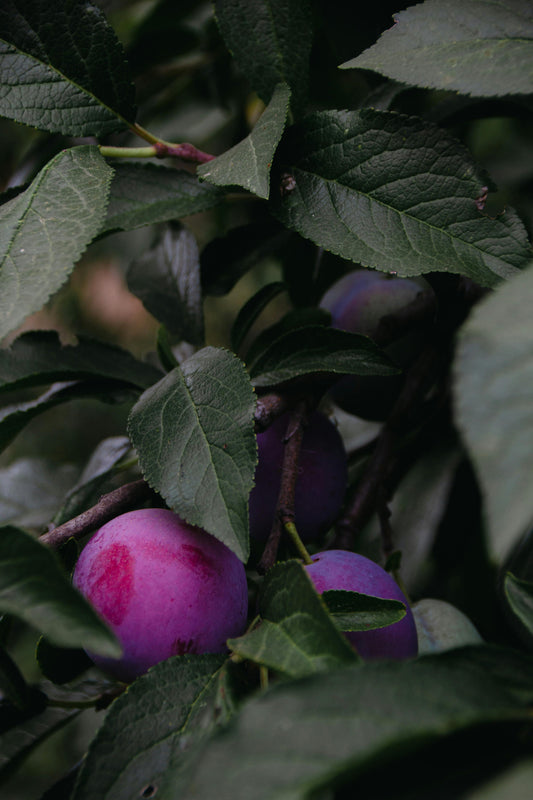 Velvet Plum image 0