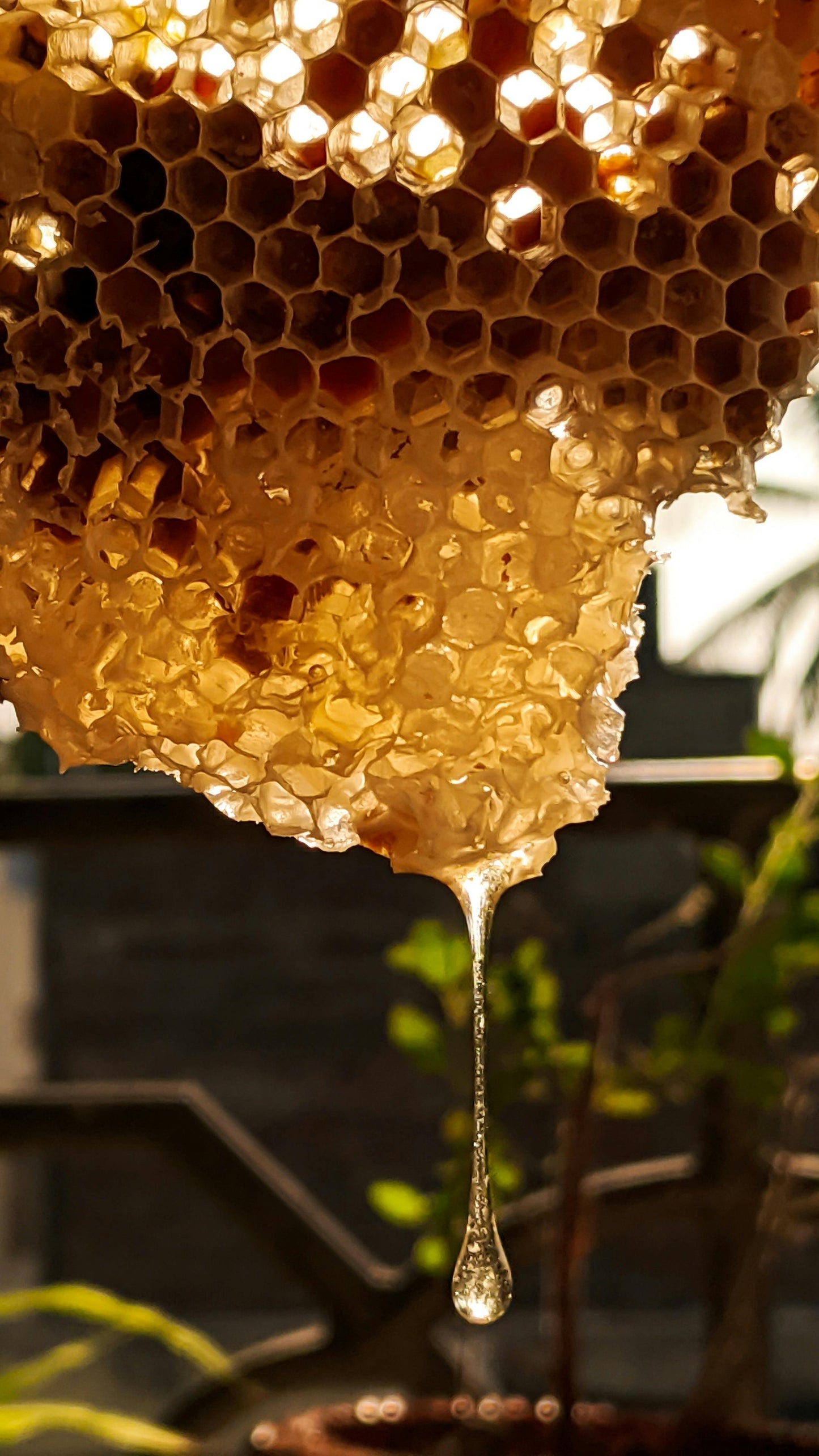 Wildflower Honey image 0