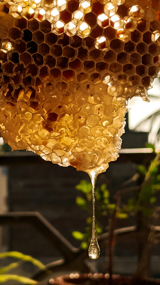 Wildflower Honey image 0