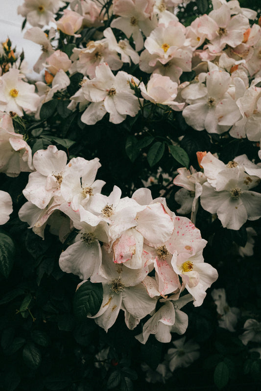 Bergamot and Musk Rose image 0