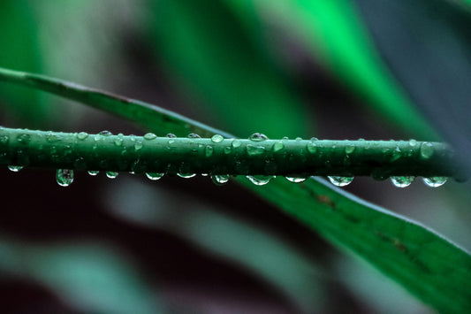 April Showers image 0