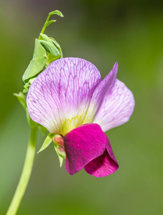 Angean Sweet Pea image 0