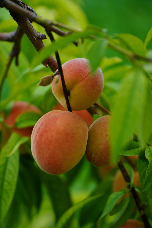 Peach Tree image 0