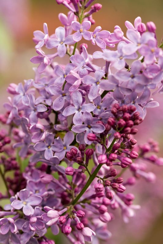 Lilac Bushes image 0