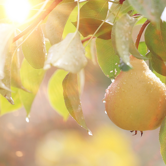 Eucalyptus and Pear image 0