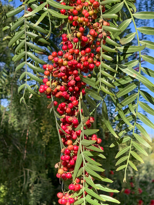 Apples and Pink Peppercorn image 0