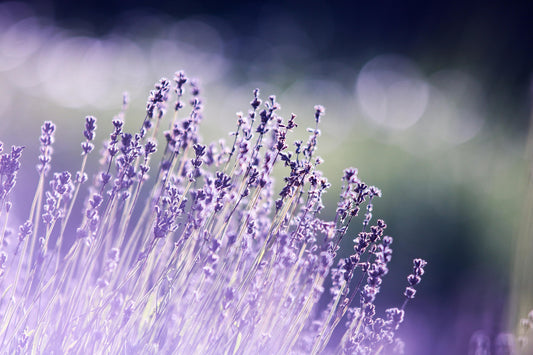 Lavender and Tonka image 0