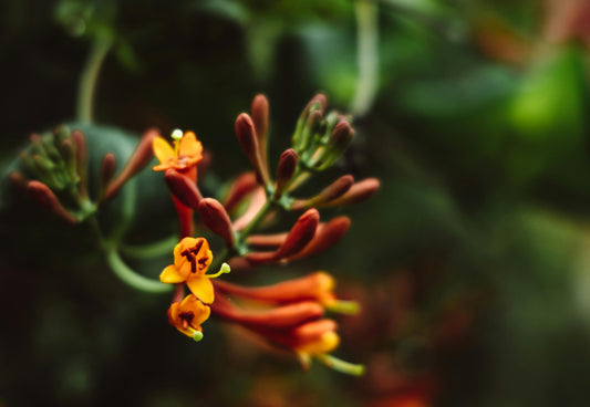 Honeysuckle and Jasmine image 0
