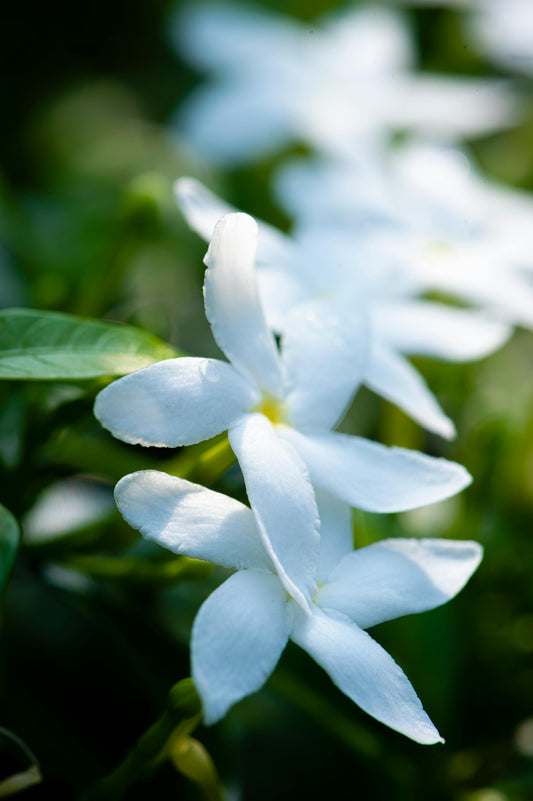 Jasmine and Clary Sage image 0