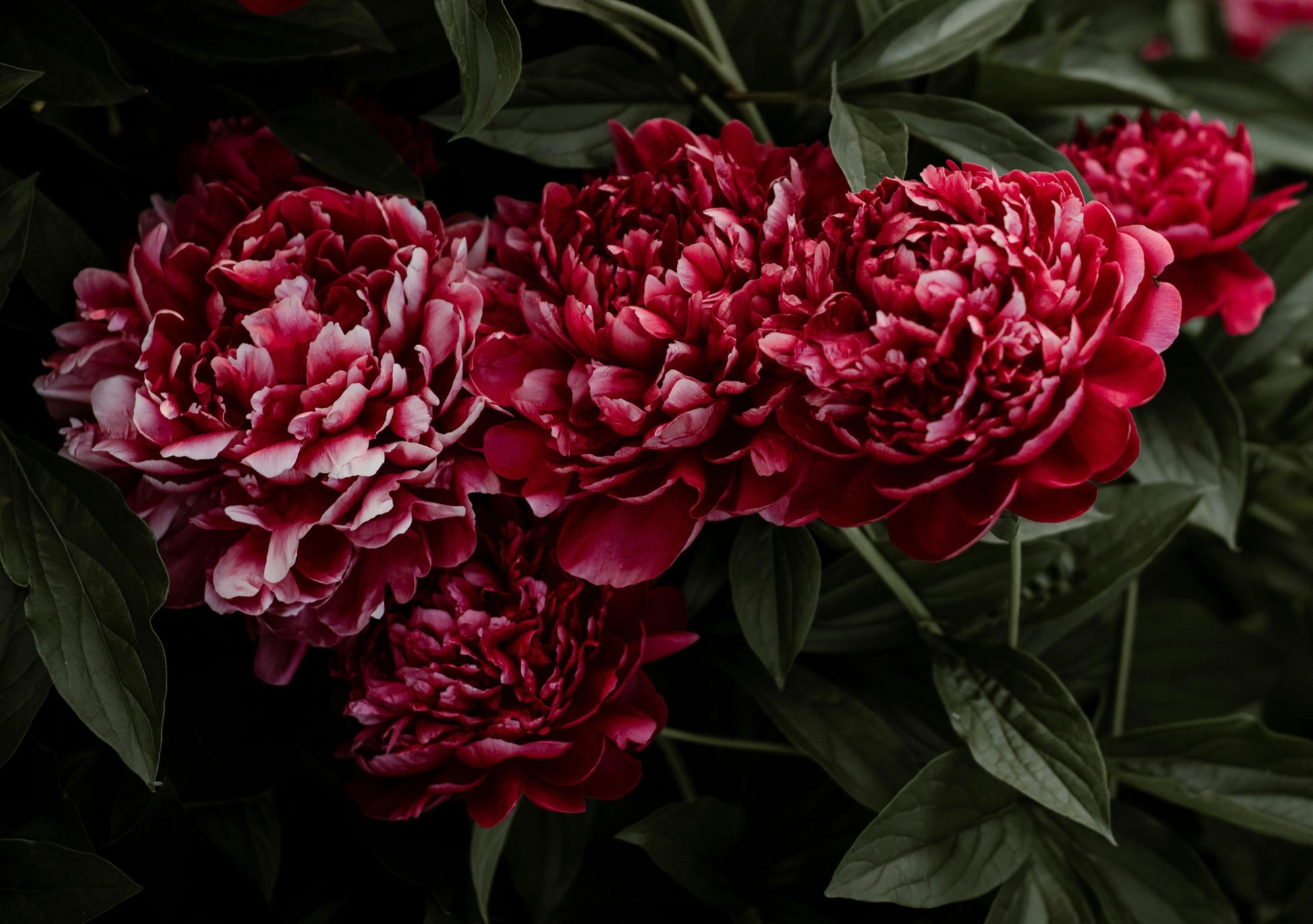 Pomegranate Peony image 0