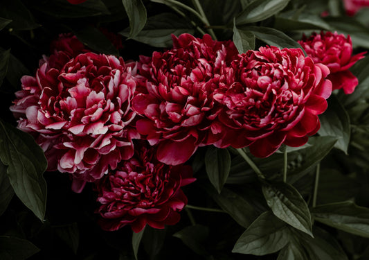Pomegranate Peony image 0