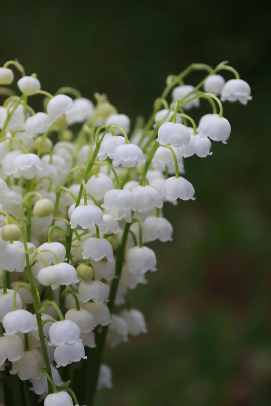 Lily of the Valley image 0