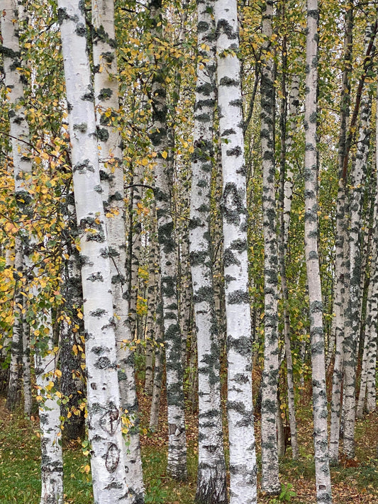 White Birch Bark image 0